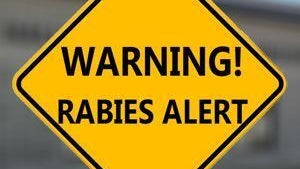 Officials urging caution after person comes into contact with rabid dog in Hall County — Athens Health news